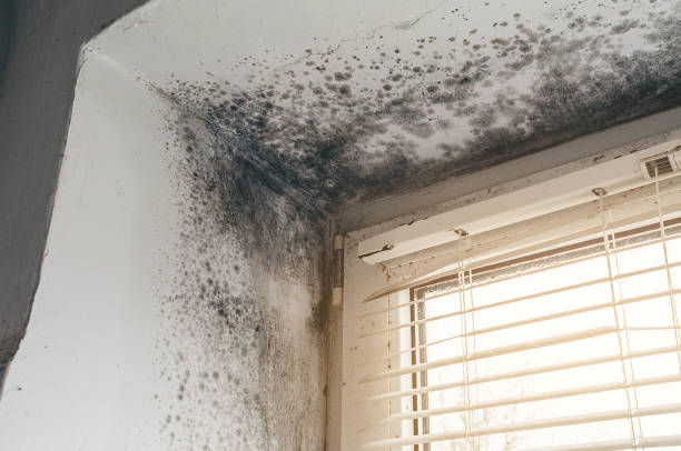 Mold Removal service in Woodstock