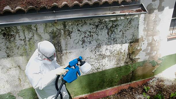 Mold Remediation service in Woodstock, Woodstock, VA